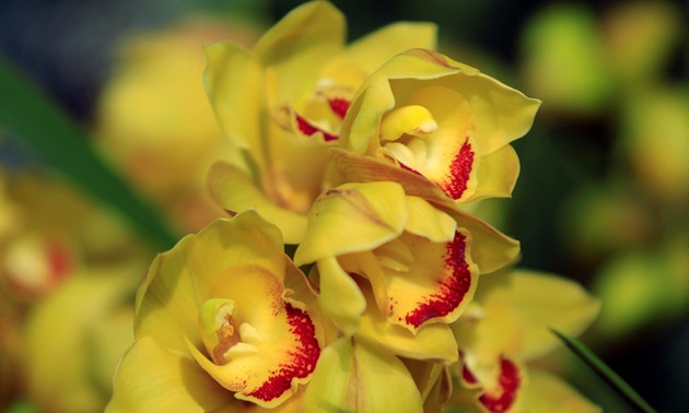 Festival de Orquídeas de Hanoi embellece la práctica noble de la nación