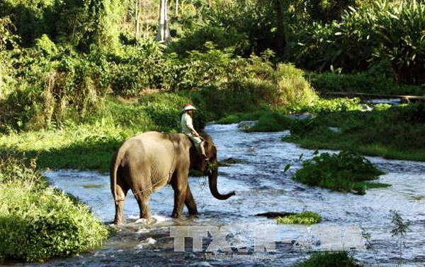 La preservación urgente de elefantes en la provincia altiplana de Dak Lak