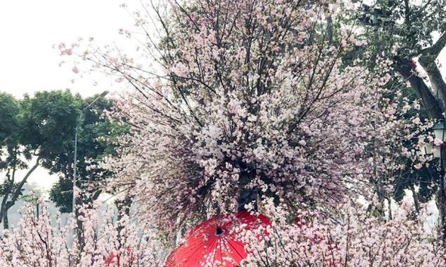 Vietnam consolida lazos con Japón con el Festival de Flores de Cerezo