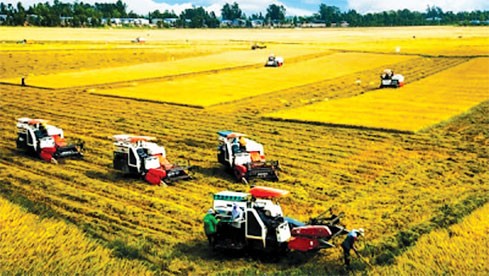 Vietnam favorece el desarrollo de la agricultura sostenible