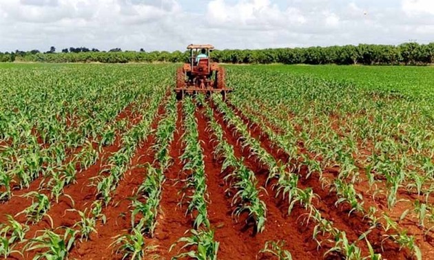 Cuba incentiva inversiones vietnamitas en agricultura y ganadería