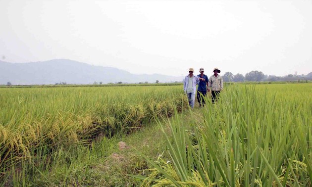 Provincia altiplánica de Dak Lak implementa el sistema de eslabón de cadenas para potenciar el valor de los productos agrícolas