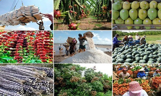 Exportación de frutas y verduras alcanza nivel récord en Vietnam