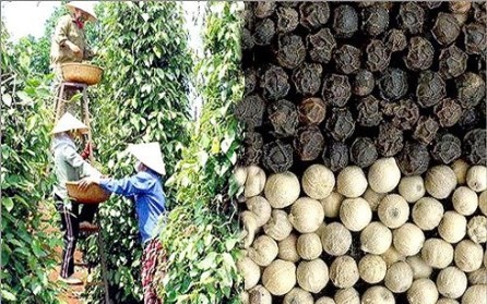 Oportunidad de los productos agrícolas vietnamitas