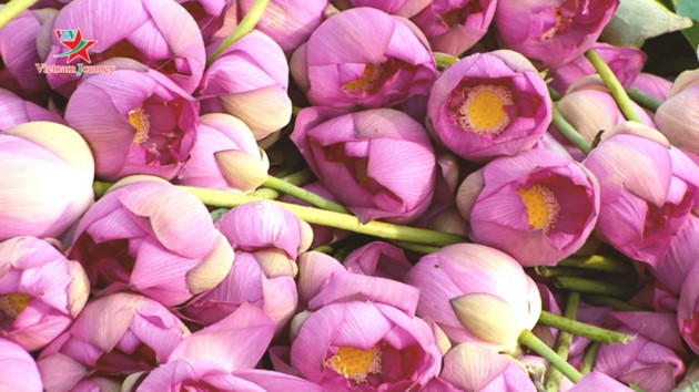 Flores de loto deslumbran a visitantes en verano