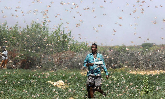Somalia anuncia “emergencia nacional” por plaga de saltamontes