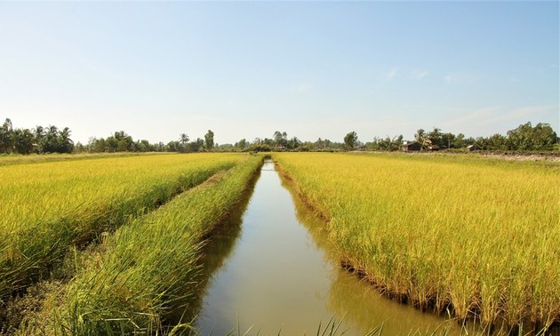 Los beneficios económicos que trae el modelo de cultivo rotativo “langostinos-arroz” en Soc Trang