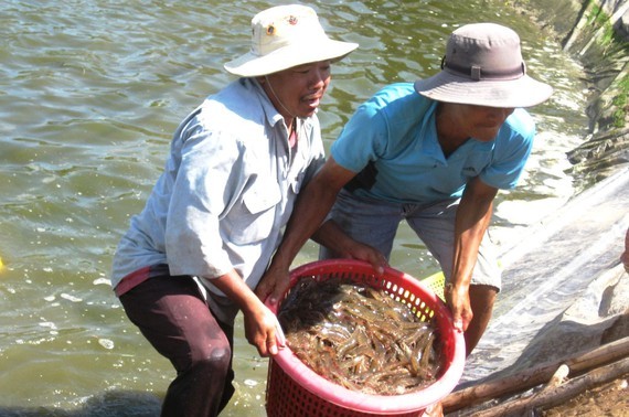 Vietnam por recuperar su mercado de exportación de camarones 