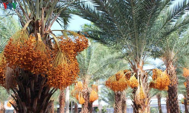 El mayor jardín de palmeras datileras en la región suroeste de Vietnam