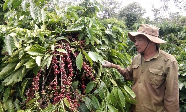 Alta efectividad de la asociación público-privada en la producción sostenible de café en Dak Lak