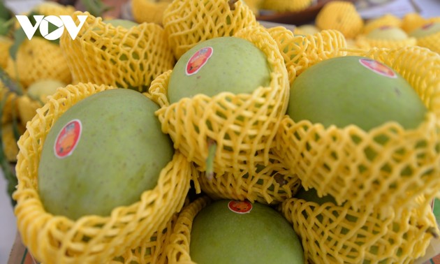 Vietnam promueve la producción de mangos con estándares globales al servicio de la exportación