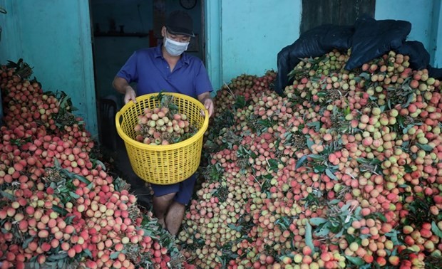 Vietnam tendrá modelos de consumo de productos agrícolas con seguridad epidémica