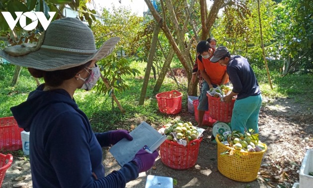 Programa de conexión de bienes entre 5 provincias del Delta del Mekong y Ciudad Ho Chi Minh