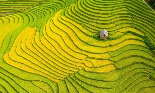 Campos en la temporada del arroz maduro en Vietnam