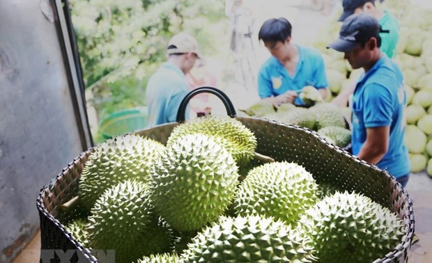 Exportaciones de durián de Vietnam alcanzan récord