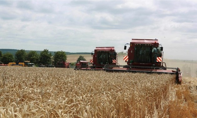 Ucrania planea demandar a Polonia, Hungría y Eslovaquia por prohibiciones de importaciones agrícolas