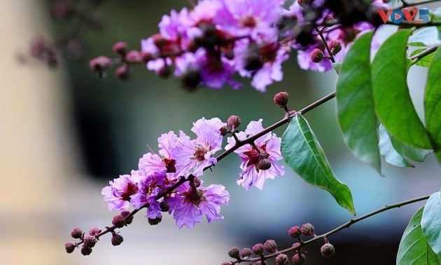 Hanói revestido de un romántico color púrpura con flores de mirto gigante
