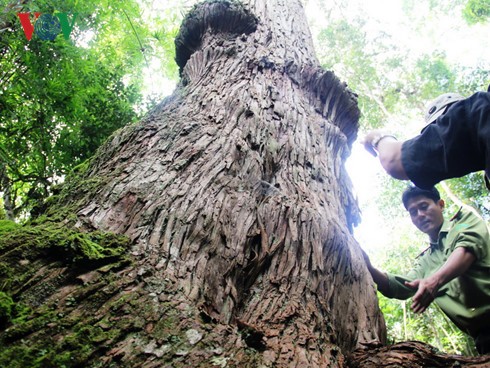 越南广南省725棵越桧被列入越南遗产树名录