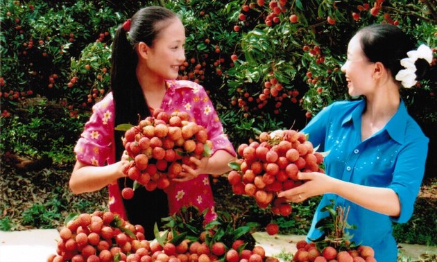 今年越南北江省的荔枝产量比去年下降40%