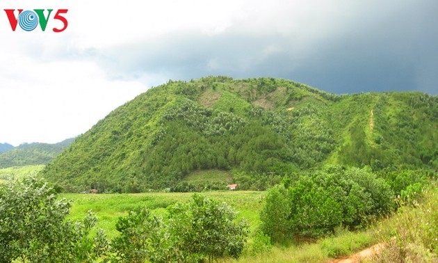 力争 2020年越南全国森林覆盖率达42%