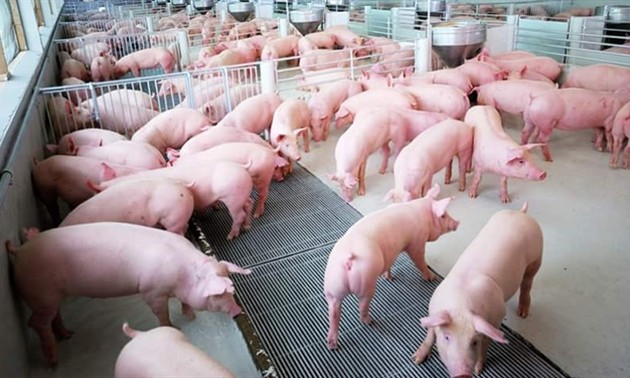 养猪业出现复苏信号