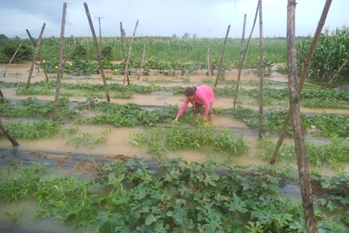 越南中部义安省蔬菜价格上涨