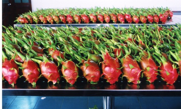 越南首批新鲜火龙果在西澳大利亚州上市