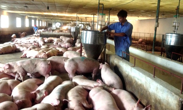 采取措施推动生猪产业发展会议在河内举行
