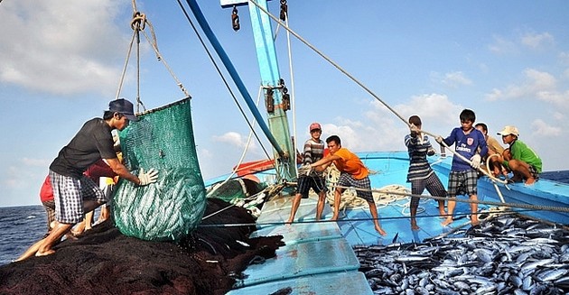 越南决心打击海产非法捕捞，力争取消黄牌警告