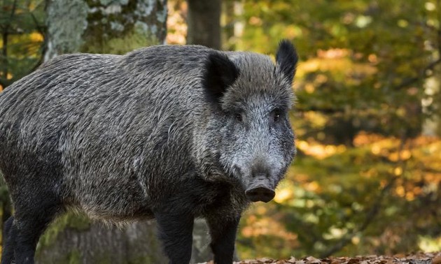 Belgique : deux cas de peste porcine africaine confirmés à quelques kilomètres de la frontière française