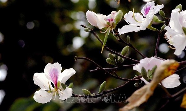 Covid-19 : la fête des fleurs de bauhinie de Diên Biên annulée