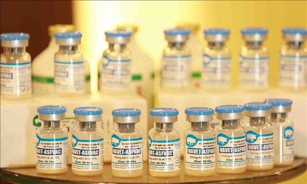 Le Vietnam exporte pour la première fois le vaccin contre la peste porcine africaine 