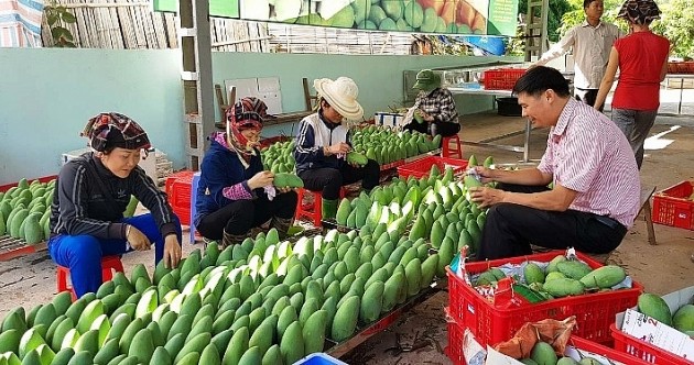 Garment, fruit and vegetable exports sharply increase