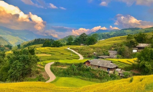 Les rizières  à la saison du riz mûr au Vietnam