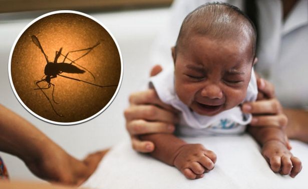 Europe establishes task force on Zika virus