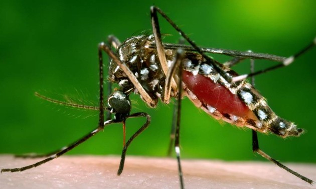 Zika cases detected in many countries