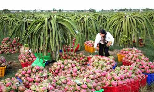 Australia considers importing Vietnamese fresh dragon fruit