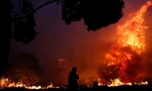 Greek wildfires kill 60