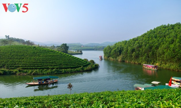 Green tea island in Nghe An attracts visitors
