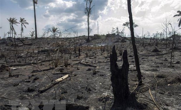 G7 pledges 22 million USD to help fight Amazon fires