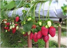 ຢ້ຽມຢາມສວນ strawberry ດ່າລາດ