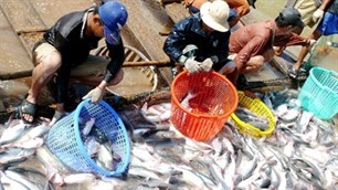 Zucht von Meeresfrüchten und Produkten aus Aquakulturen in Vietnam