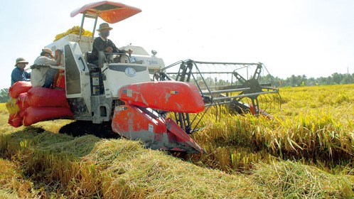 Langfristige Strategie über Reisproduktion zum Export