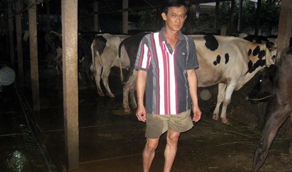Bauern in Cu Chi sind durch die Zucht von Milchkühen reich geworden