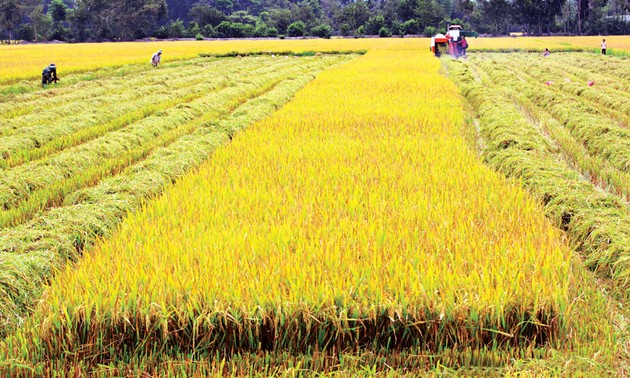Restrukturierung der Landwirtschaft in Dong Thap