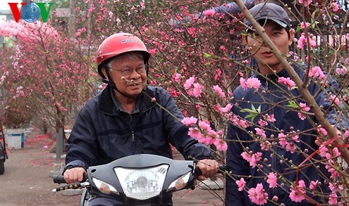 Pfirsichzweige in den Straßen Hanois 