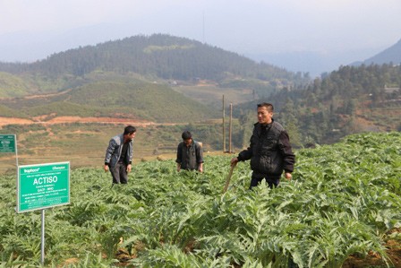Bauern in Sapa verdienen durch Anpflanzen von Heilkräutern