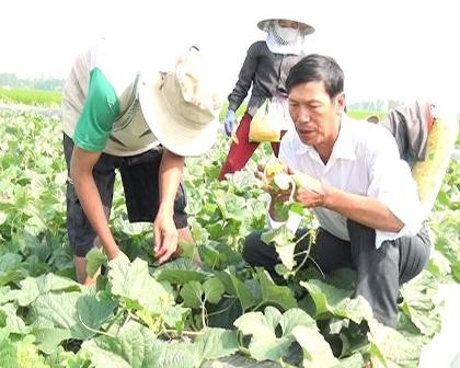 Gemeinde Tan Nghia in Dong Thap und die Fruchtfolge zur Erhöhung der Produktionseffektivität
