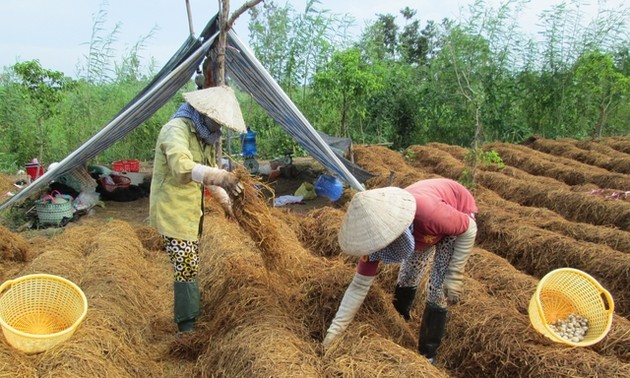 Strohpilzanbau lohnt sich für Bauern in Dong Thap