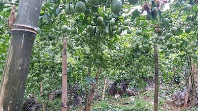 Bewohner in Moc Chau pflanzen Passionsfrucht zum Export